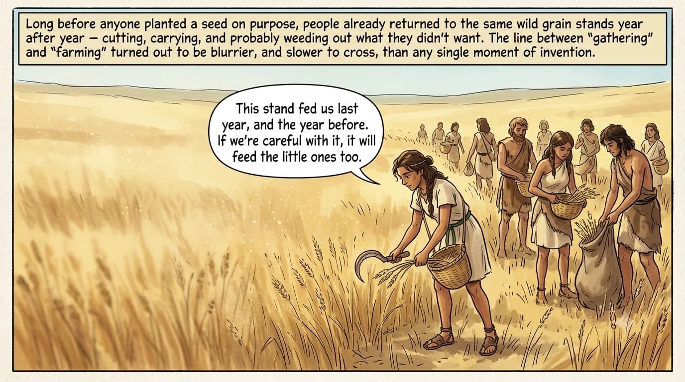A young Neolithic woman harvests wild wheat by hand with a flint sickle alongside her foraging band in a sunlit valley, cutting grain heads into a basket at her hip.